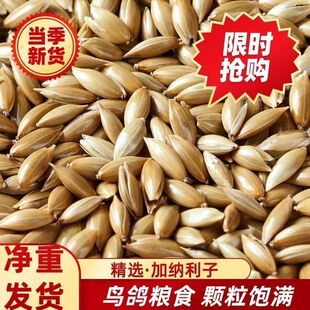 白尖加纳利子长粒鸟粮鹦鹉白尖 金丝雀草庐鸟粮 净重发货进口加纳