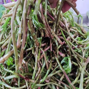 芦蒿安徽无为特产新鲜芦蒿蔬菜红杆芦蒿泥蒿去叶当季河滩野芦蒿菜
