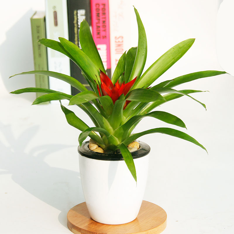鸿运当头小红星绿植盆栽带盆栽好办公桌面吸甲醛净化空气好养植物