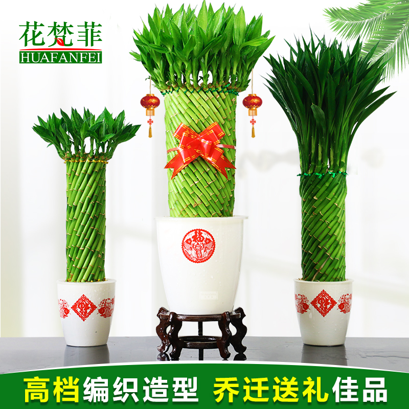 好养富贵竹水培植物办公室桌面