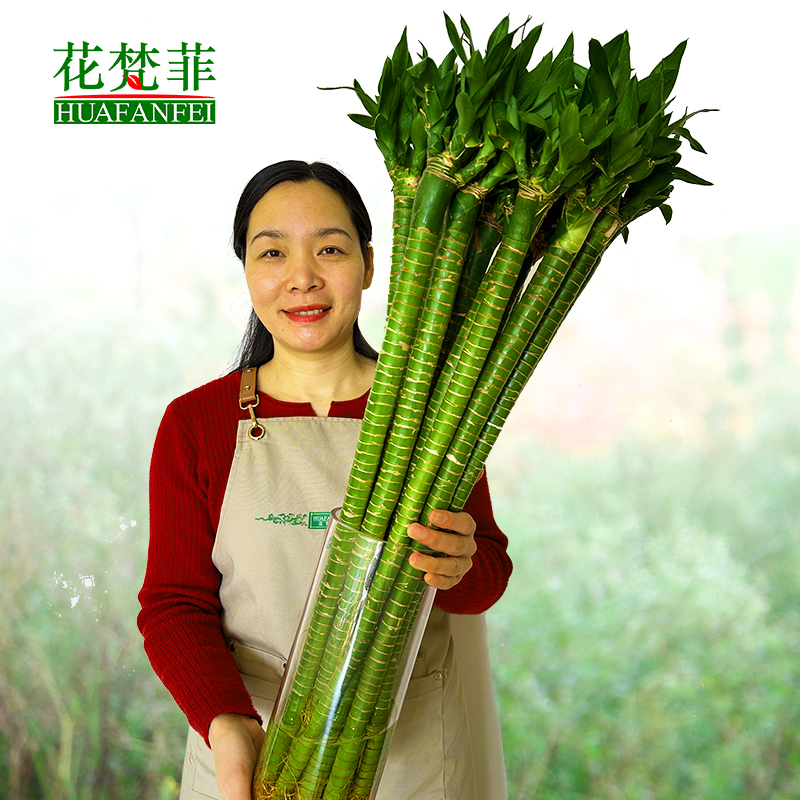 【基地工厂店】多头竹龙竹开运竹