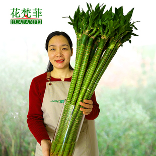 带根文昌竹龙竹富贵竹植物观音竹开运竹室内客厅水养水培招财绿植