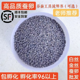 春蚕卵金丝蚕宝宝卵彩色茧蚕卵蚕七彩色蚕卵蚕种蚕子活体新鲜桑叶