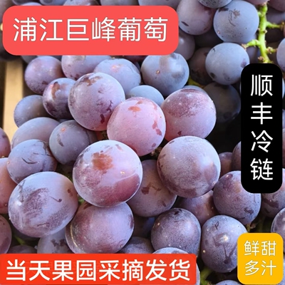 浦江巨峰葡萄新鲜采摘孕妇水果浙江马陆葡萄5斤整串送礼顺丰冷链