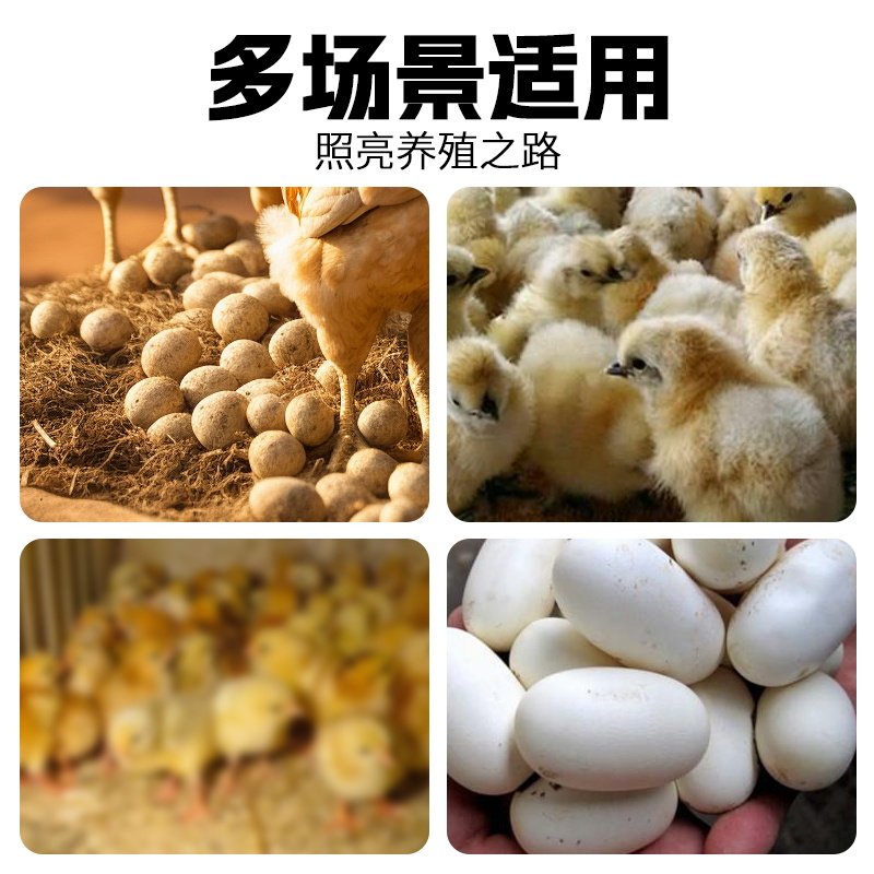 照蛋器手电筒式强光冷光