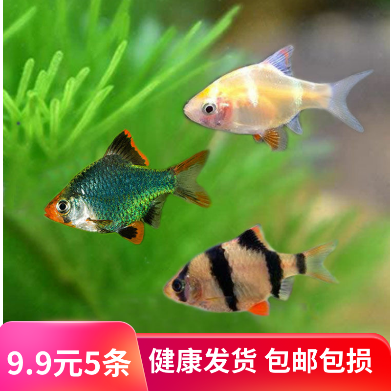 虎皮鱼活体鱼热带鱼淡水鱼小型鱼宠物鱼金绿虎皮鱼群游观赏鱼好养