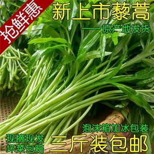 2025湖北泥蒿黎蒿湖北篱蒿新鲜菜当季芦蒿现摘现发农家自种离蒿苔