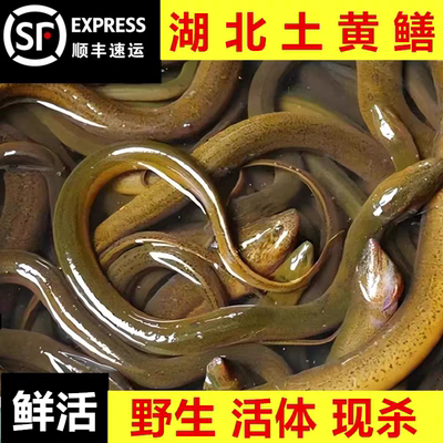 顺丰快递鲜活活体黄鳝原生态鳝鱼野外捕捉黄鳝鱼新鲜食用滋补药材