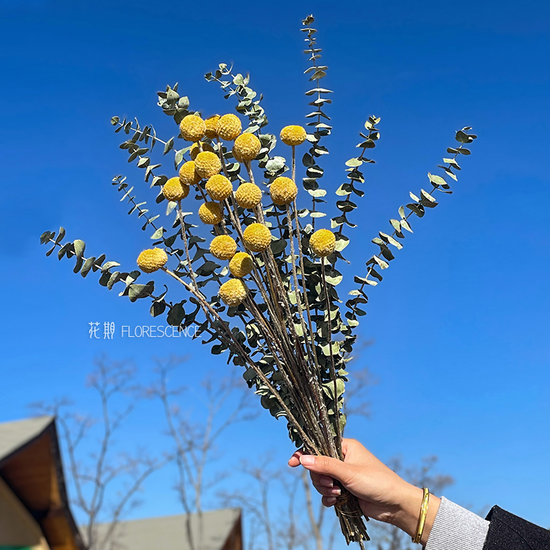 尤加利叶黄金球真干花北欧软装家居装饰客厅摆设拍照天然风干植物 鲜花速递/花卉仿真/绿植园艺 干花 原图主图