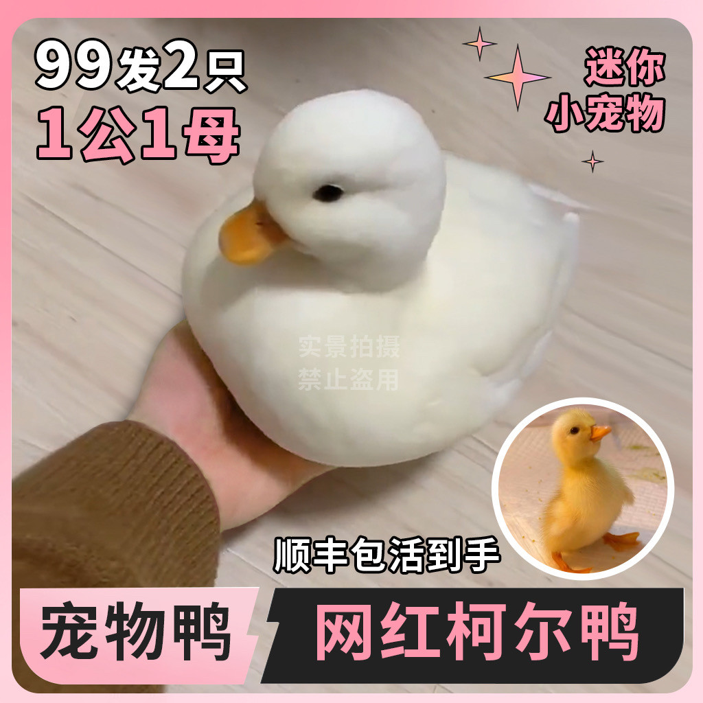 柯尔鸭活宠物网红鸭活苗小黄鸭活的可达鸭柯基鸭观赏鸭小幼崽活物