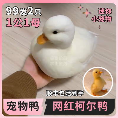 正品柯尔鸭已爆20000只+