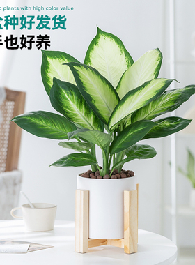 玛丽安万年青新手好养绿植室内盆栽办公室桌面养眼绿色新家植物