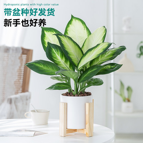 玛丽安万年青室内新手好养植物