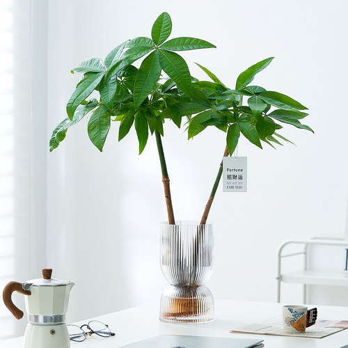 发财树水培植物大株招财树带花瓶