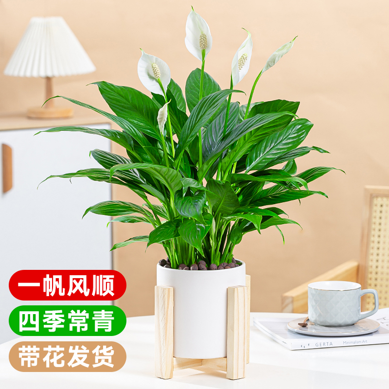 白掌一帆风顺带花发货净化空气