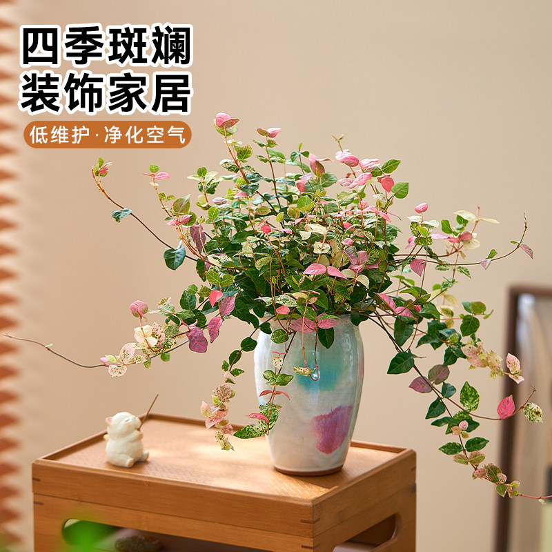 四季好养彩色吊兰植物花叶络石