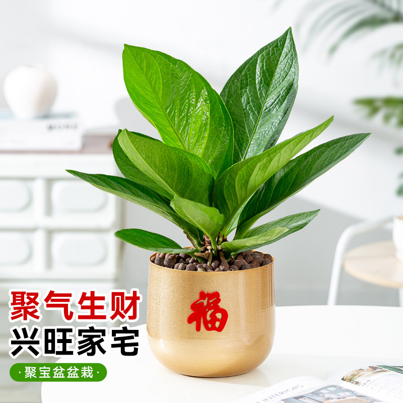 聚宝盆绿植室内耐阴寓意好植物图片