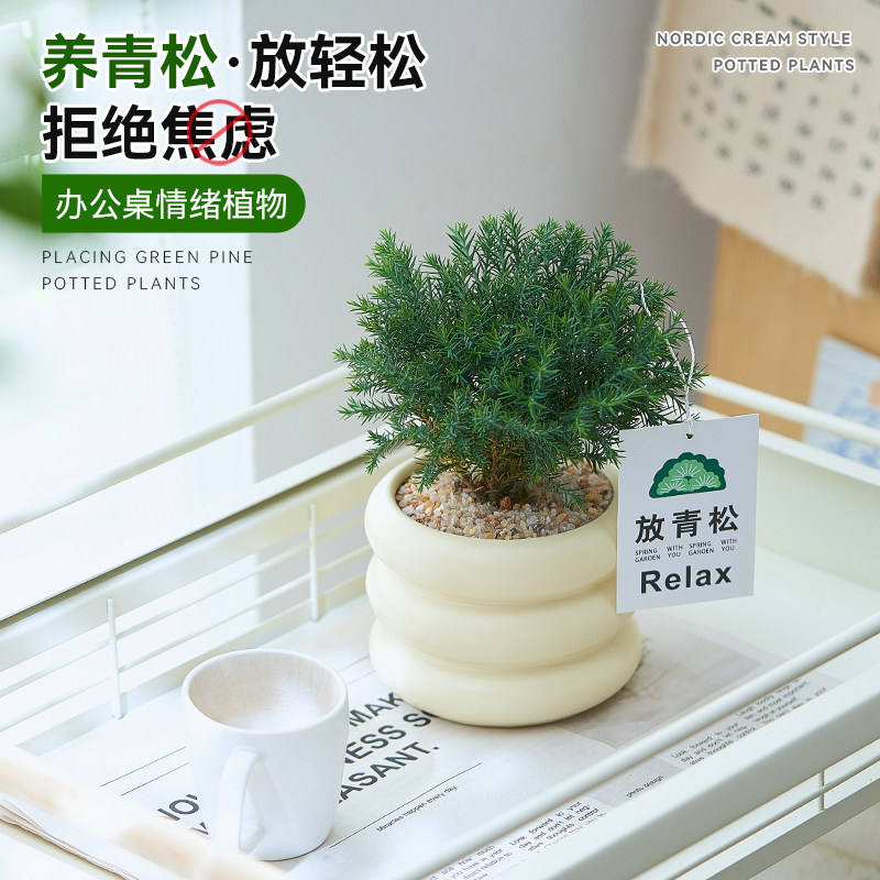 【放青松】雾松盆栽办公室桌面工位情绪植物四季常青小绿植好养活,鲜花速递/花卉仿真/绿植园艺,绿植,淘宝优惠券,粉丝福利购,淘宝优惠卷