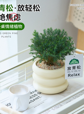 【放青松】雾松盆栽办公室桌面工位情绪植物四季常青小绿植好养活