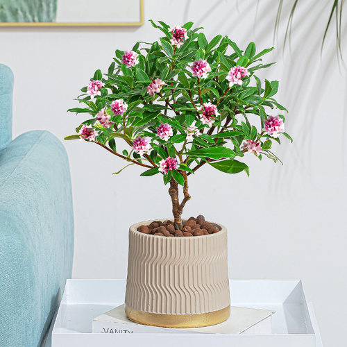 金边瑞香盆栽浓香型好养易活花卉