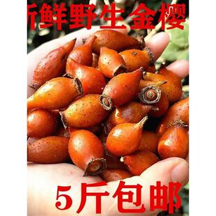 新鲜金樱子男性泡酒药材手选青黄泡酒果子现摘刺梨子糖罐子一斤装