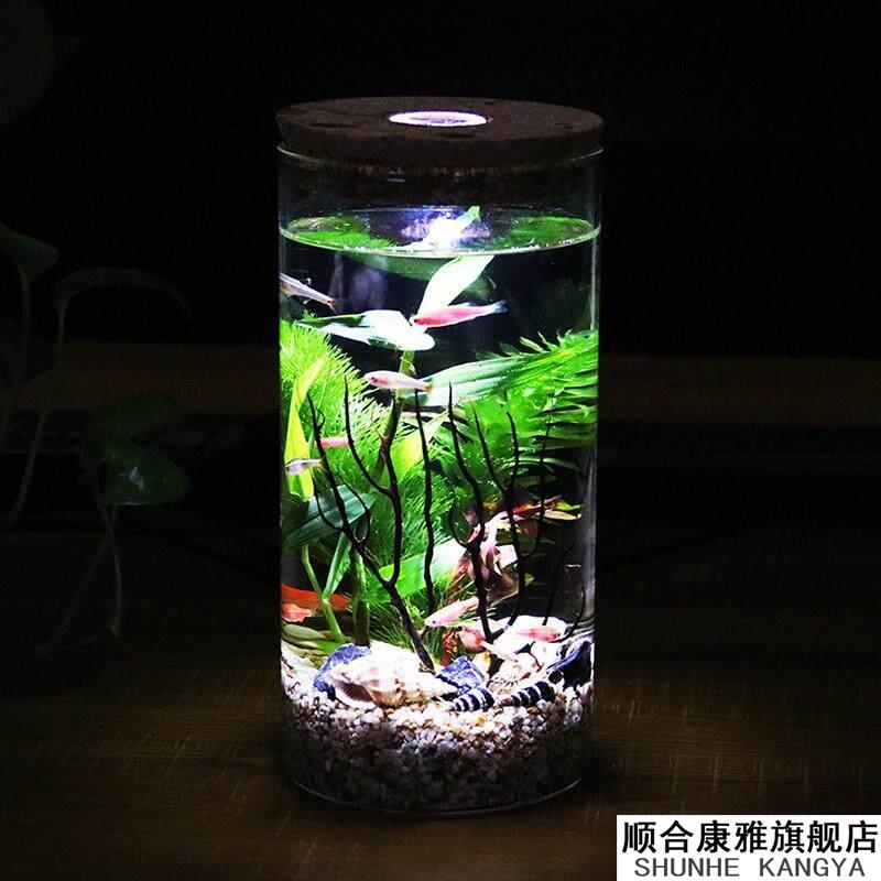 初中生物生态瓶五年级学生diy科学作业 海藻球微景观玻璃瓶盆栽图片