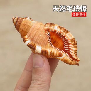 毛法螺 天然海螺贝壳毛嵌线螺稀有标本收藏装饰品