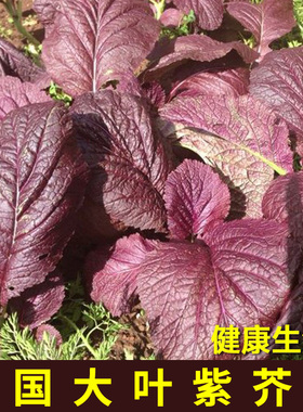 韩系新款引进紫色芥菜种子包肉沙拉春秋四季阳台盆栽特色蔬菜籽