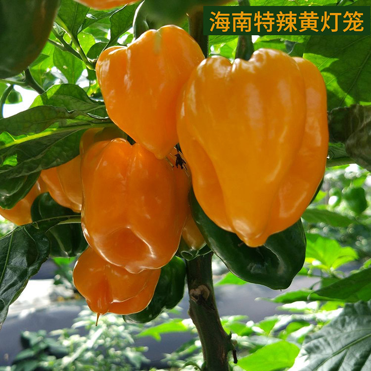海南新款黄灯笼超辣椒种子皇帝椒魔鬼椒春秋冬四季阳台盆栽蔬菜籽