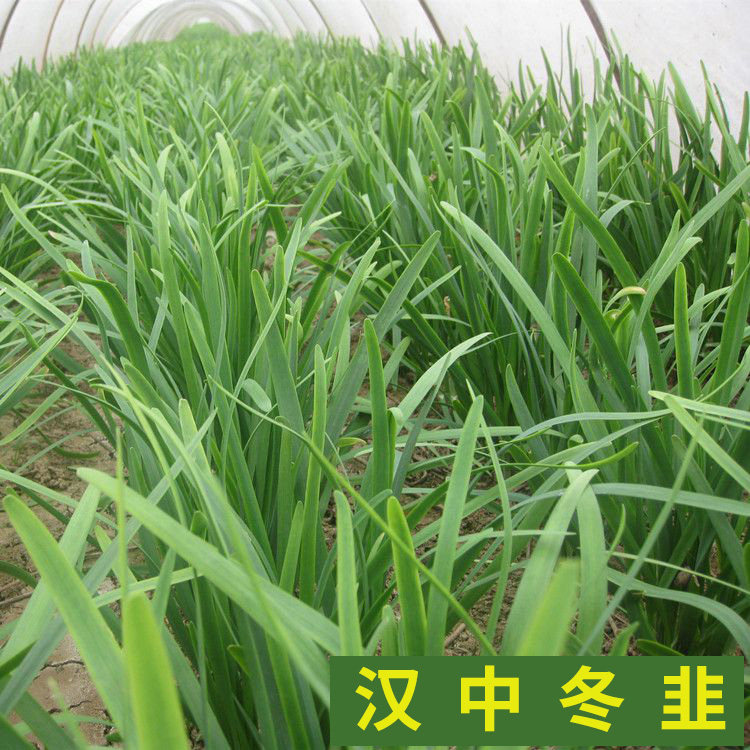 寿光四季阳台盆栽韭菜种子包邮