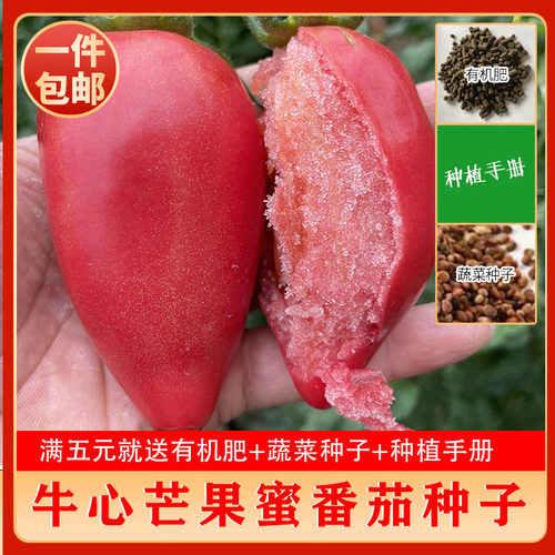 口感芒果沙瓤水果番茄种子
