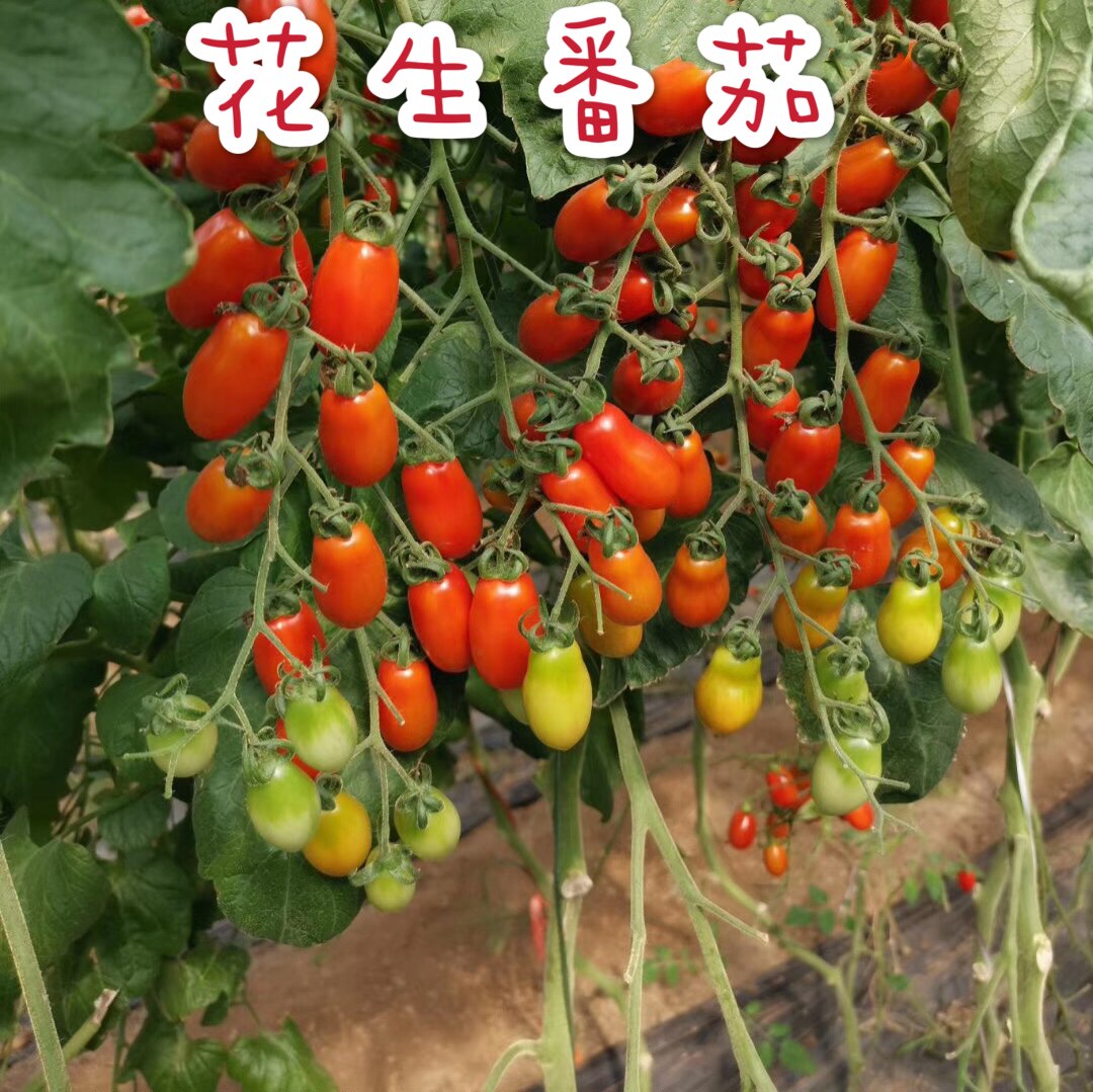 花生小柿子番茄种子红色花生樱桃西红柿种籽春季秋冬四季阳台盆栽