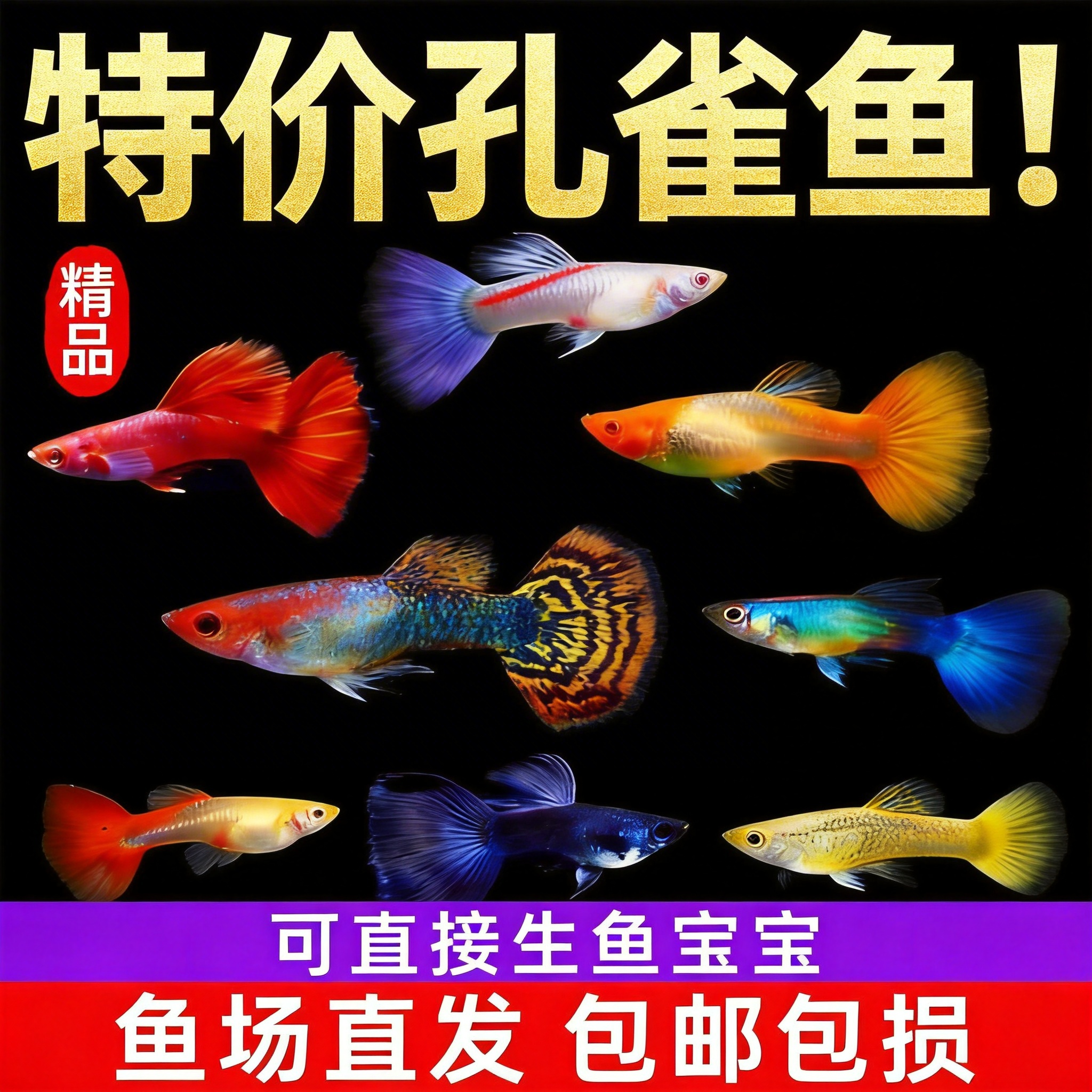 大型孔雀鱼观赏鱼热带小型鱼新手好养耐活鱼苗斑马鱼纯种凤尾活体