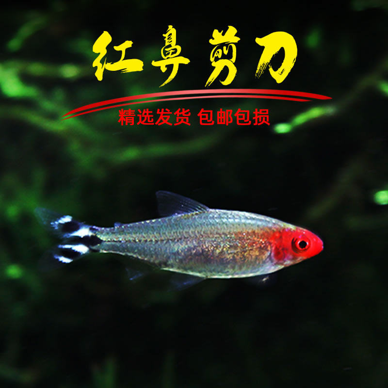 红鼻剪刀鱼活体鱼热带鱼红鼻子鱼草缸群游鱼小型宠物鱼淡水灯科鱼