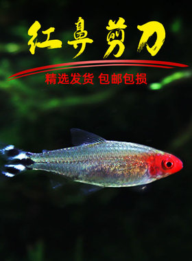 红鼻剪刀鱼活体鱼热带鱼红鼻子鱼草缸群游鱼小型宠物鱼淡水灯科鱼