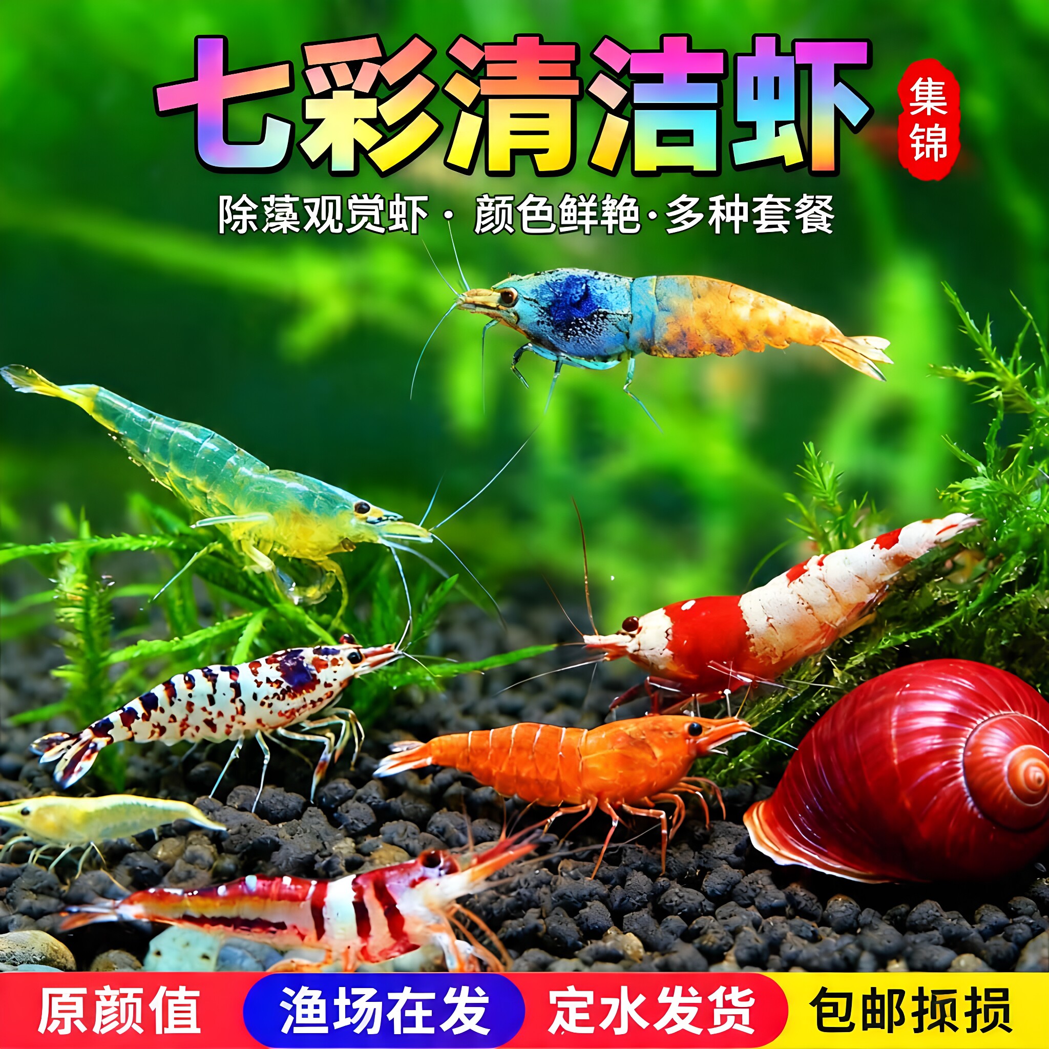 观赏虾除藻虾淡水鲜活黑壳虾清洁鱼耐活好养热带观赏鱼宠物水晶虾