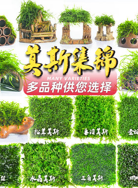 莫斯树水草水族箱装饰懒人鱼缸造景淡水真植物绿藻球沉木阴性活体