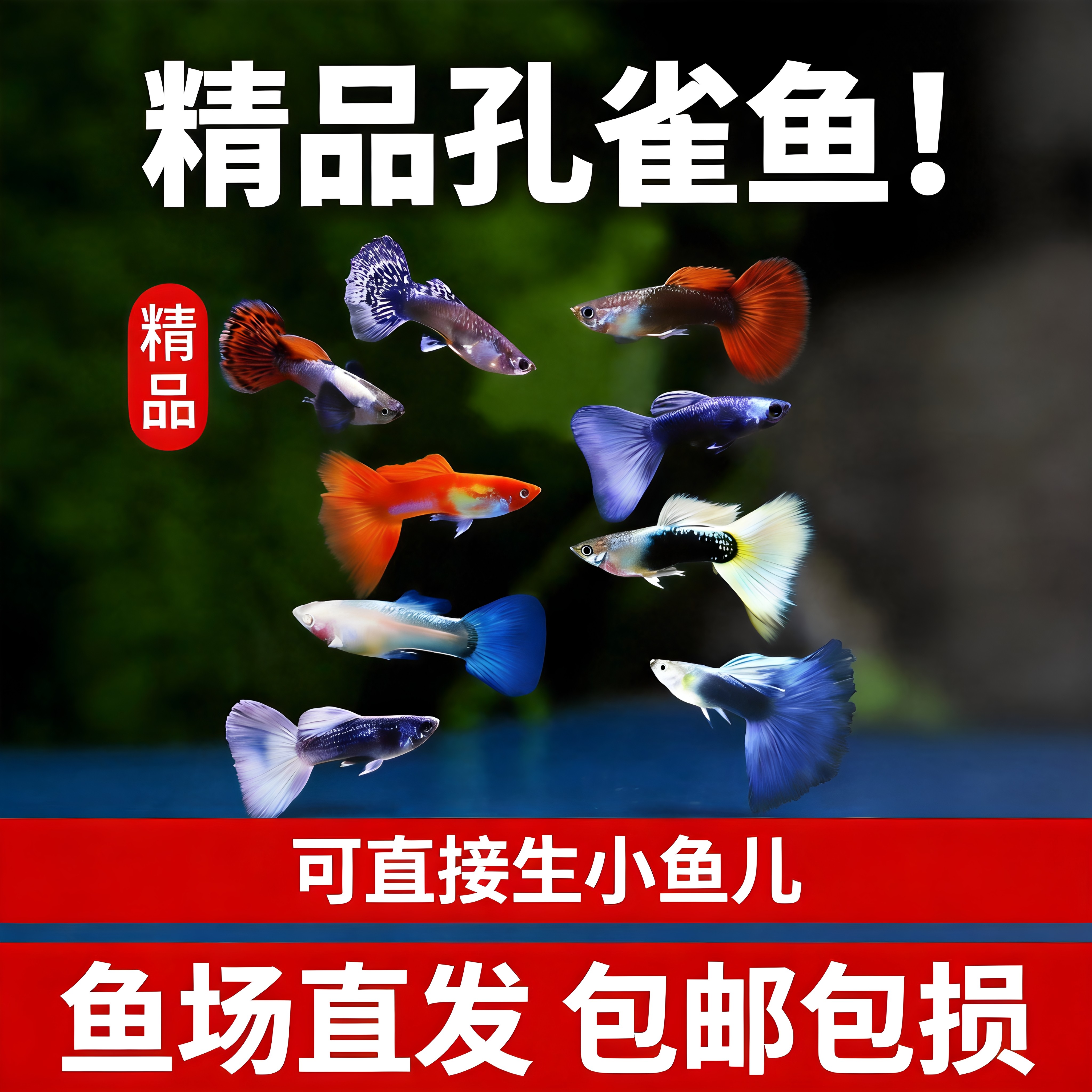 精品孔雀鱼热带纯种活鱼苗淡水小型好养易观赏鱼胎生凤尾鱼灯科鱼