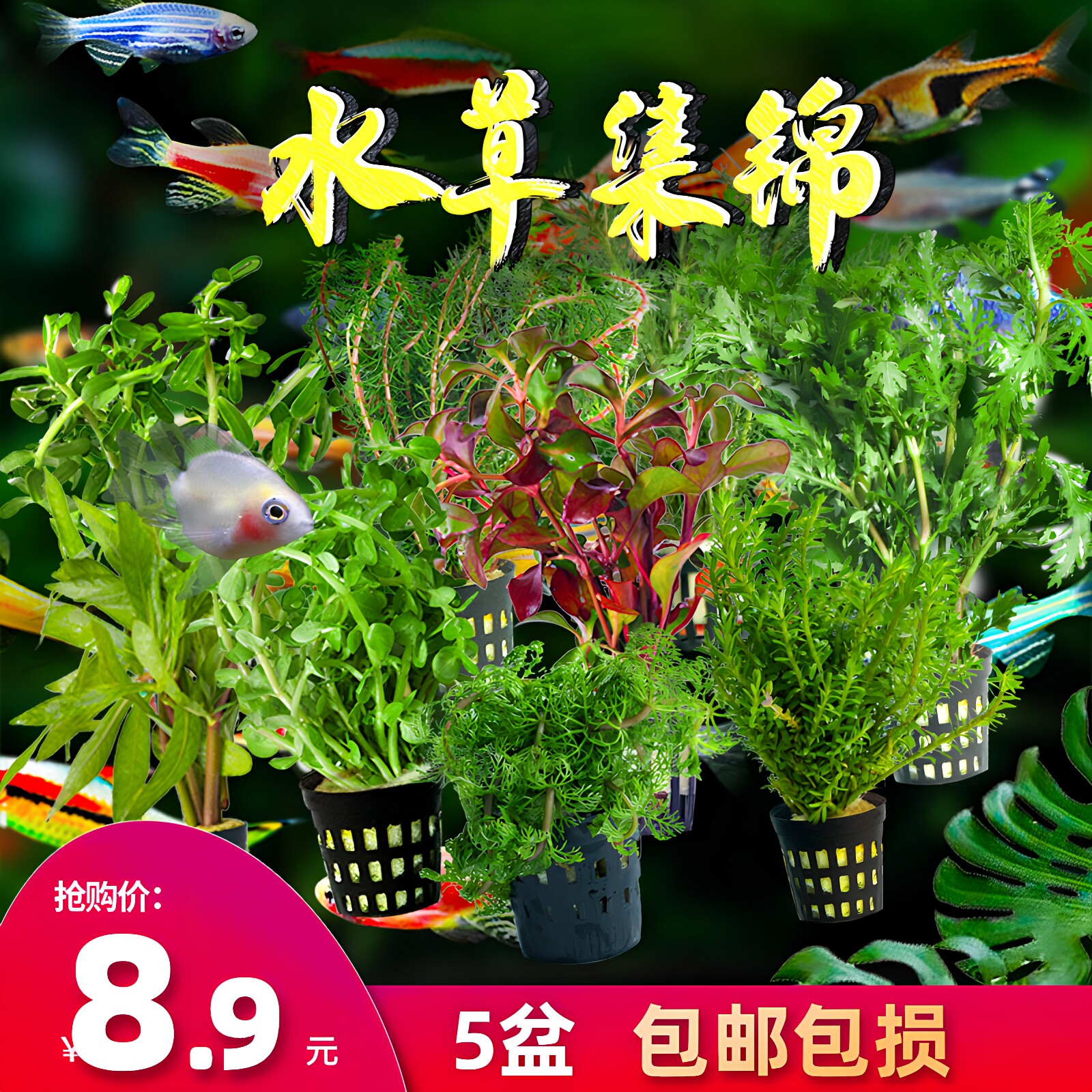 鱼缸真水草造景活阴性绿藻球净水懒人水兰莫斯养鱼生沉木植物套餐