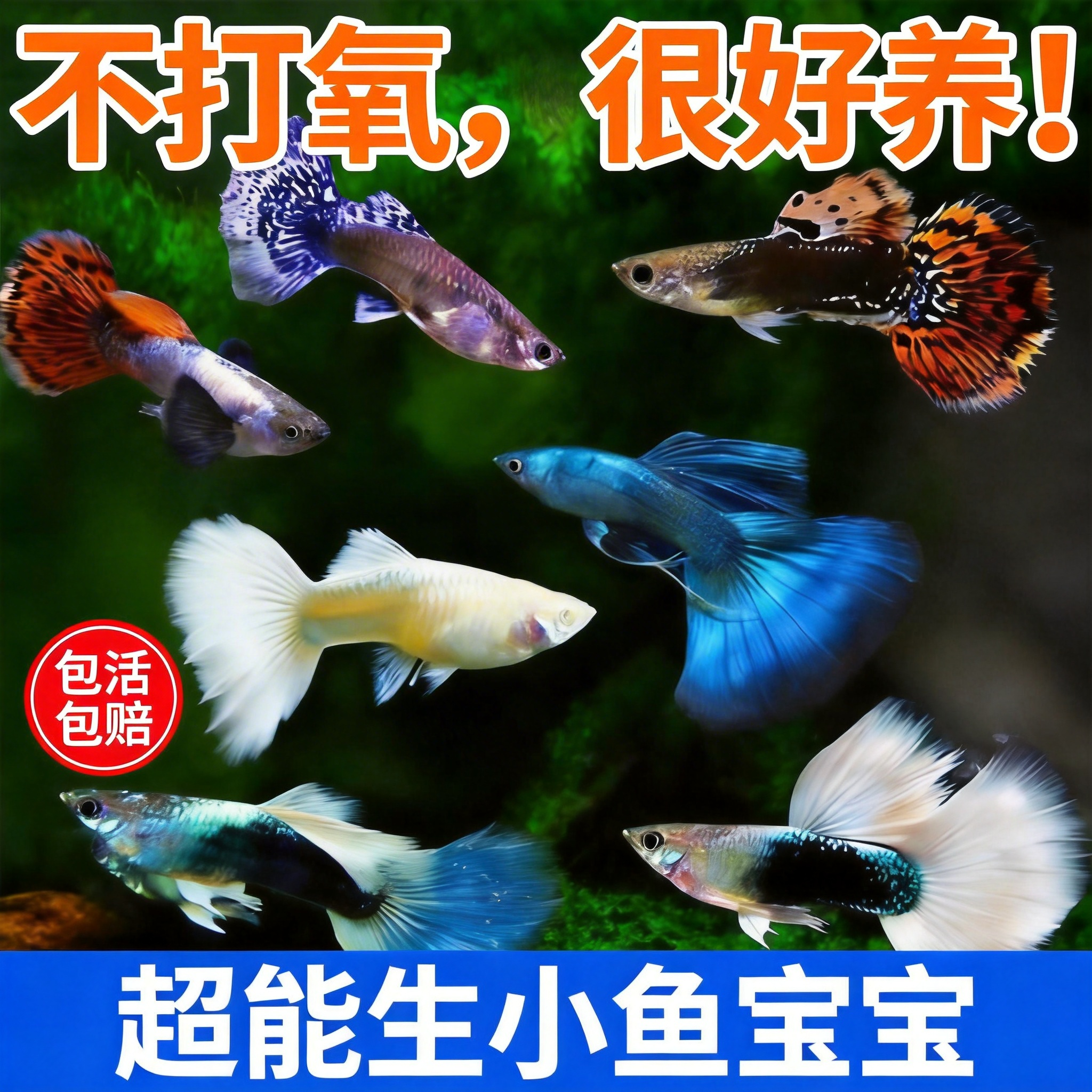 好养耐活热带观赏鱼斑马鱼孔雀鱼红绿灯鱼淡水金鱼苗小型灯科小鱼