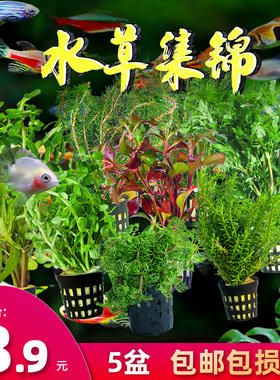 鱼缸真水草造景活阴性绿藻球净水懒人水兰莫斯养鱼生沉木植物套餐