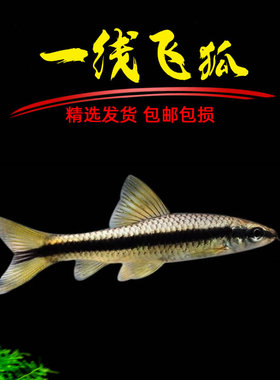 一线飞狐黑线飞狐活体热带观赏淡水除藻工具垃圾除鱼黑毛丝毛藻