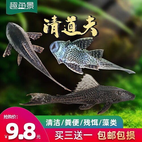 趣鱼景清道夫鱼观赏热带淡水垃圾