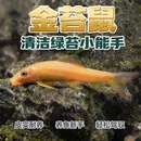 清苔鼠金苔鼠鱼热带观赏鱼清道夫鼠鱼鱼缸除藻鱼清洁鱼活鱼工具鱼