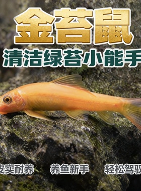 清苔鼠金苔鼠鱼热带观赏鱼清道夫鼠鱼鱼缸除藻鱼清洁鱼活鱼工具鱼