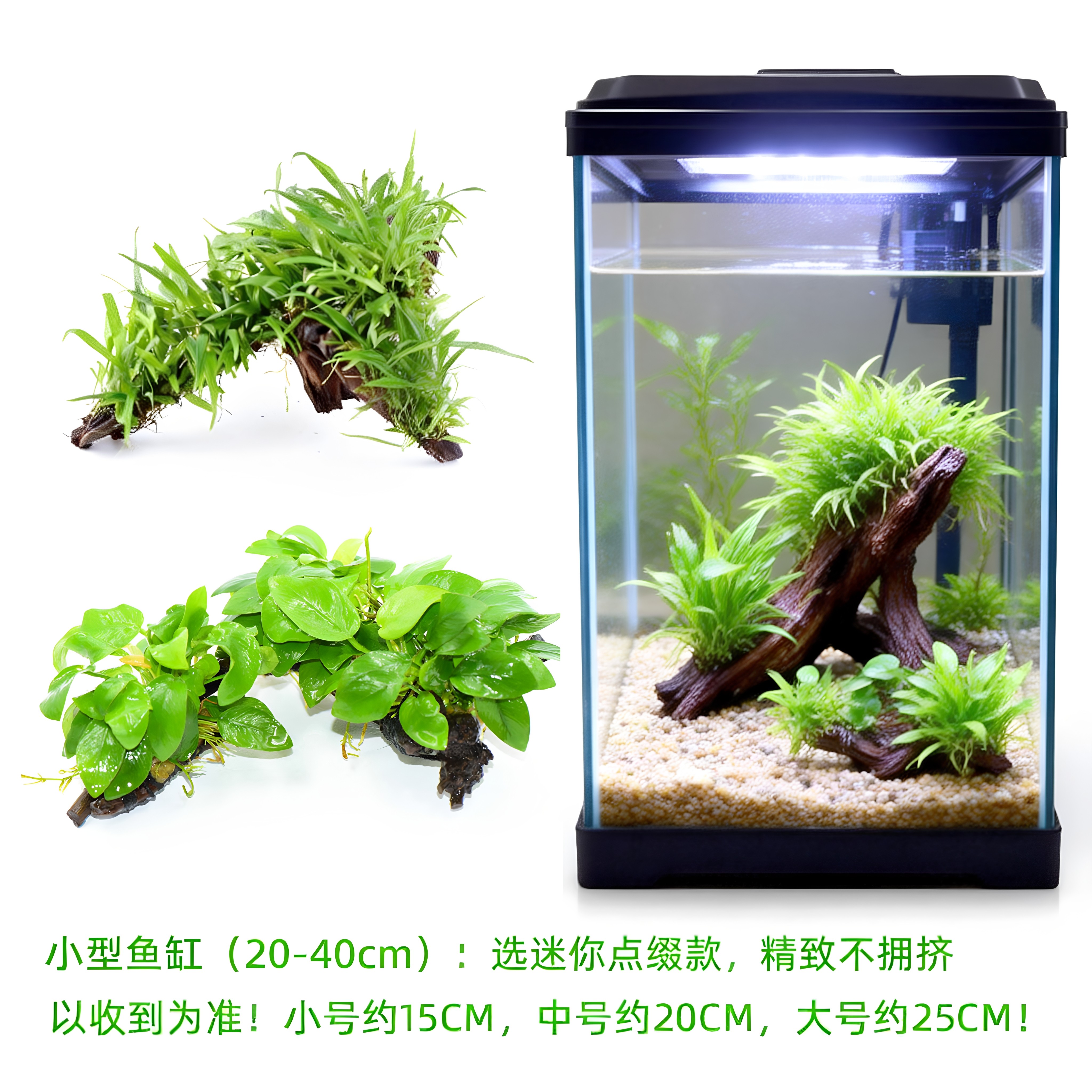 沉木水榕水草植物鱼缸造景装饰懒人莫斯阴性增氧屋大叶淡水大型
