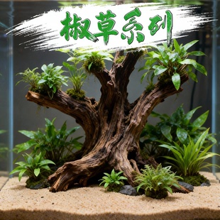 椒草无菌杯合集迷你椒草泰国青椒水草缸绿温蒂红温蒂极乐鸟火烈鸟