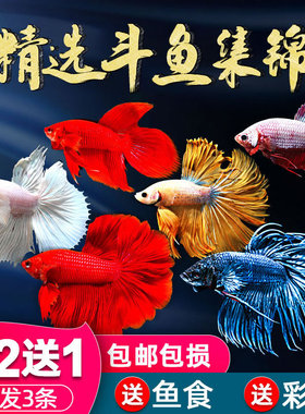 泰国斗鱼好养耐活小型观赏鱼苗活鱼中国小鱼活体马尾半月粉色套装