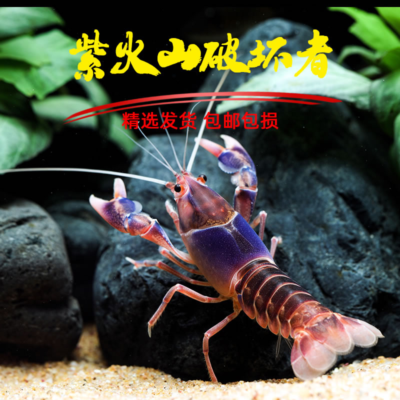 紫龙纹火山破坏者 观赏虾活体鳌虾 淡水龙虾蓝白红橘鳌侏儒螯虾