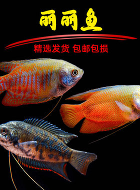 五彩丽丽热带活体观赏鱼珍珠马甲球吃蛋白虫鱼好养耐活蓝黄曼龙